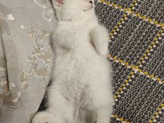 -糯米喵星人总部直营旗舰店·猫舍·幼猫出售