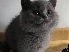 -喵zoo家庭繁育猫舍(尖东智能花园店)