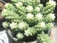 -朝来春花卉市场