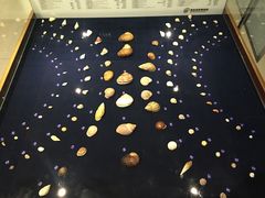 -青岛贝壳博物馆