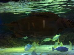 -暹罗海洋世界