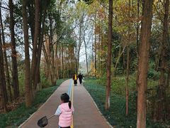 -桤木河湿地公园