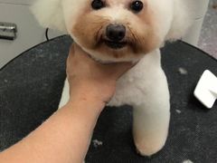 -小呆的宠物店·宠物售卖·宠物寄养(城西店)