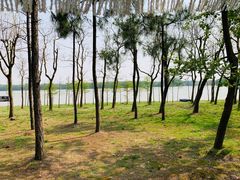 -上海海湾国家森林公园