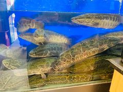 -胖子鱼·天水麻辣鱼火锅(秦州407店)