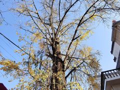 -新安江山水画廊风景区