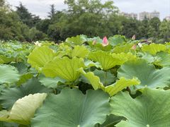 -桂湖森林公园