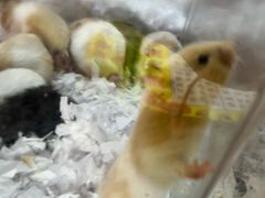 -小民大排档(江汉路店)
