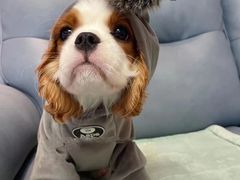 -萌宠之家·腊肠犬·马尔泰·小体犬舍