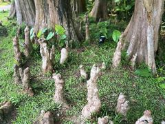 -云溪植物园