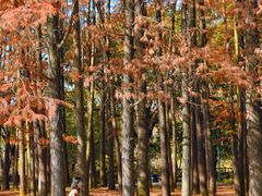 -上海共青森林公园