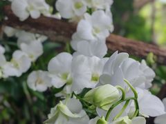 -亚龙湾热带天堂森林公园