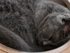 -飞行喵MR PILOT|猫舍·猫咖(静安大融城店)