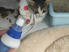-喜多萌中农锦绣动物医院24H·猫科·牙科MRI·CT