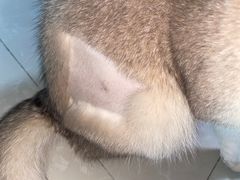 -创凡宠物医院·骨专科  猫科中心(西乡分院)