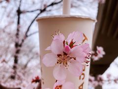 -桃花堤公园