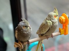 -莫多多餐厅