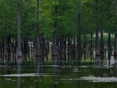 -白鹭湾湿地公园