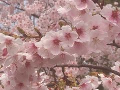 -顾村公园