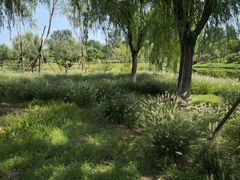 -东郊湿地公园