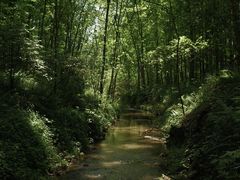 -桤木河湿地公园