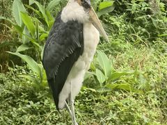 -杭州野生动物世界