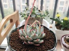 -龙大花卉苗木市场