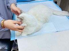 -贝康宠物医院·犬猫全科·小动物特色诊疗中心(东环路店)
