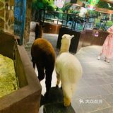萌宠社[胜利]小朋友最爱的室内动物园