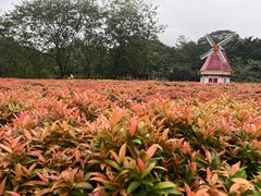 -东莞植物园
