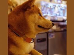 -餐酒吧Com-ing Bar(上海路店)