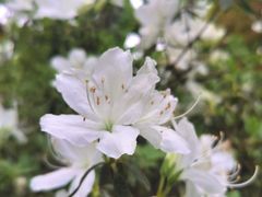 -杭州植物园