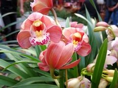-秦美花卉(天朗·莱茵小城2期店)
