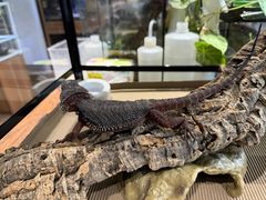 -酷以爬仙阁实体爬宠店·守宫·蜥蜴·专业繁育