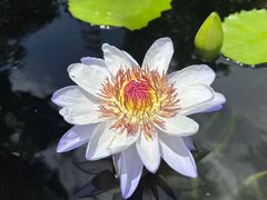 -上海辰山植物园