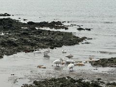 -烟墩角天鹅湖