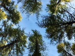 -塞罕坝国家级自然保护区