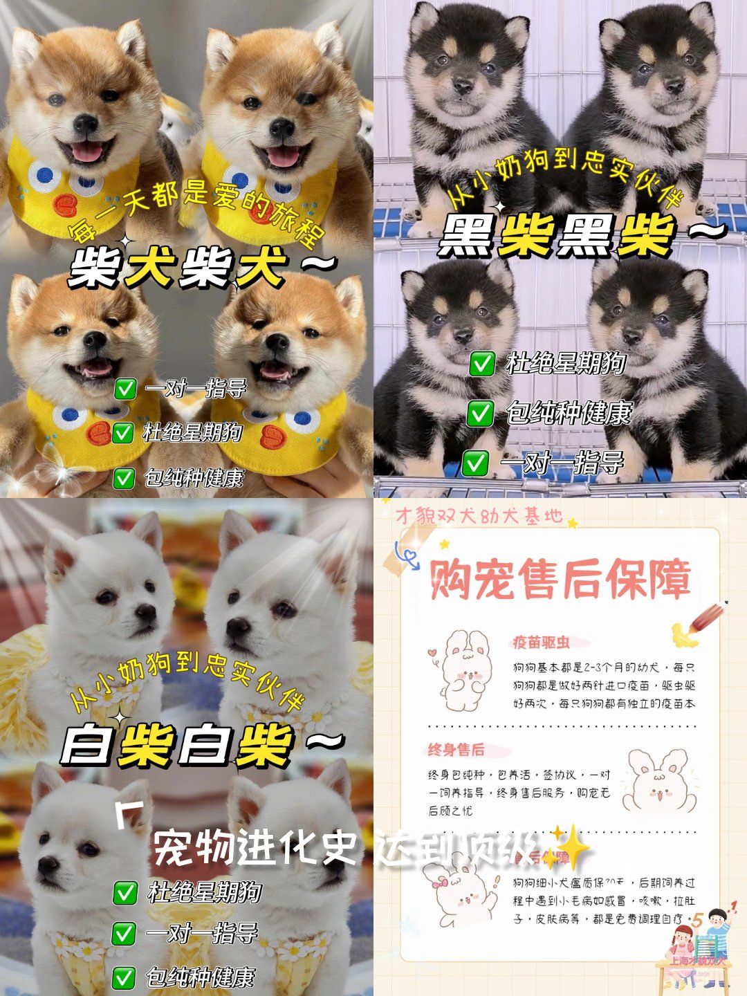 💞柴犬带你走进治愈系生活,柴犬多少钱一只❓