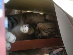 -猫的天空之城概念书店(杭州南宋御街店)