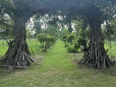 -上海海湾国家森林公园