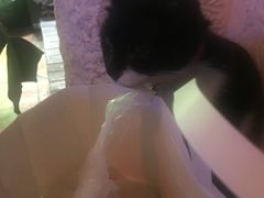 -Sirena海妖日咖夜酒