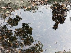 -火炉山森林公园