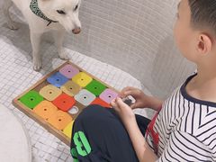 -柴务处·柴犬主题狗咖