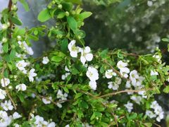 -溪岸路花鸟市场