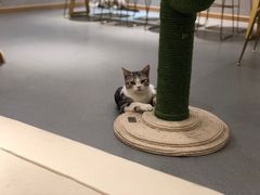 -飞行喵MR PILOT|猫舍·猫咖(静安大融城店)