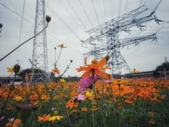-王借岗森林公园