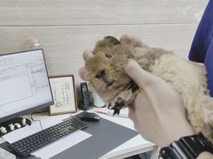 -北京观赏动物医院·24小时大型综合·猫专科·异宠专科