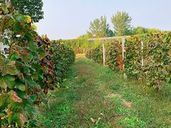 -安德鲁户外烧烤帐篷营地(马泉营店)