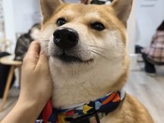 -柴迷FANS CLUB·柴犬狗咖·猫咖
