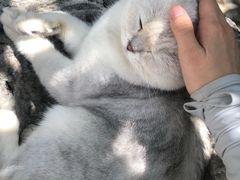 -喵屿·大理花园猫咖